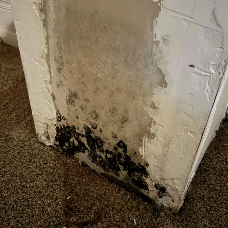 Professional Mold Removal in Chesterfield, SC